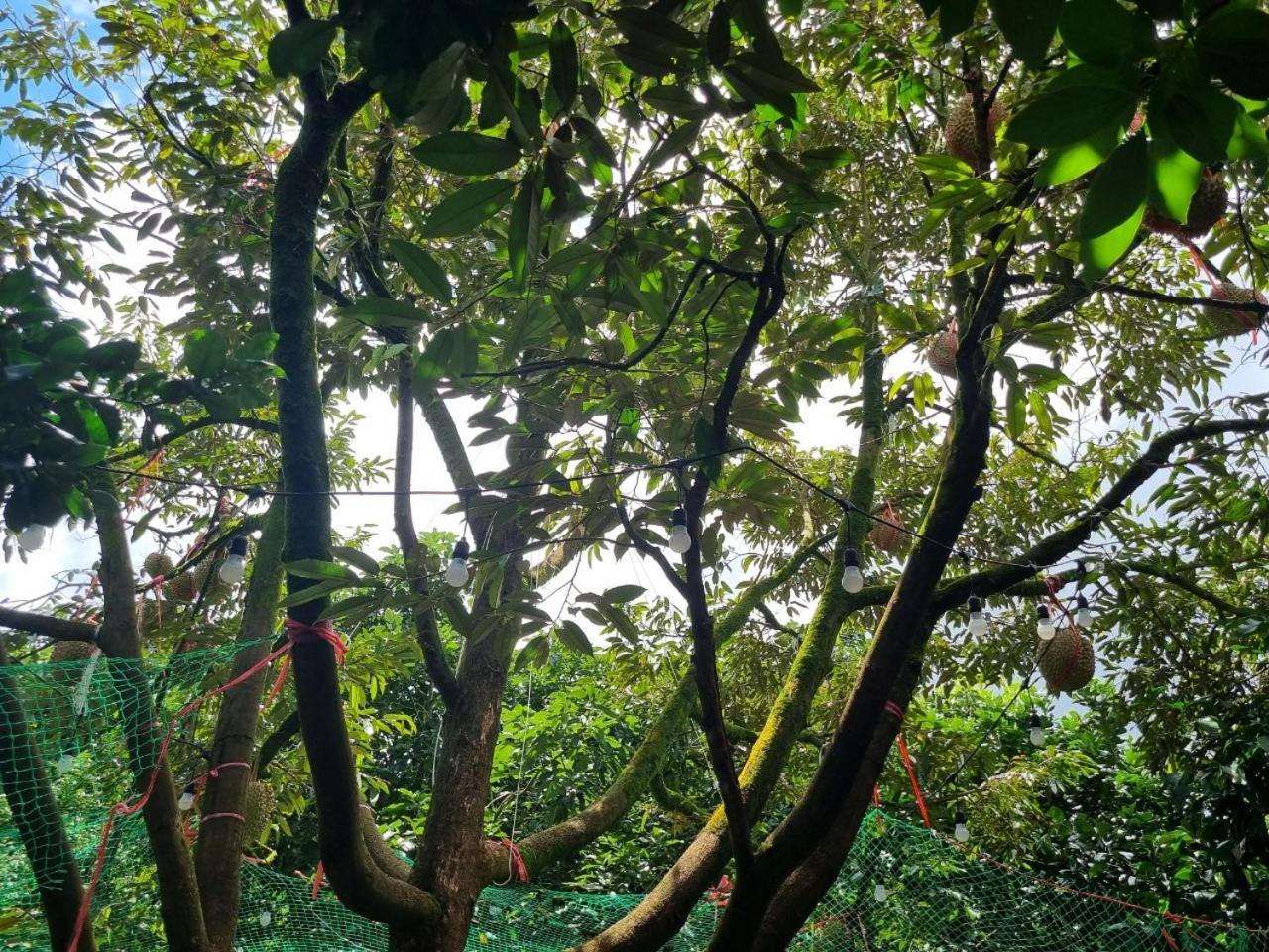 Homestay Vuon Trai Cay Nhiet Doi Vo Uu Garden 바오록 외부 사진